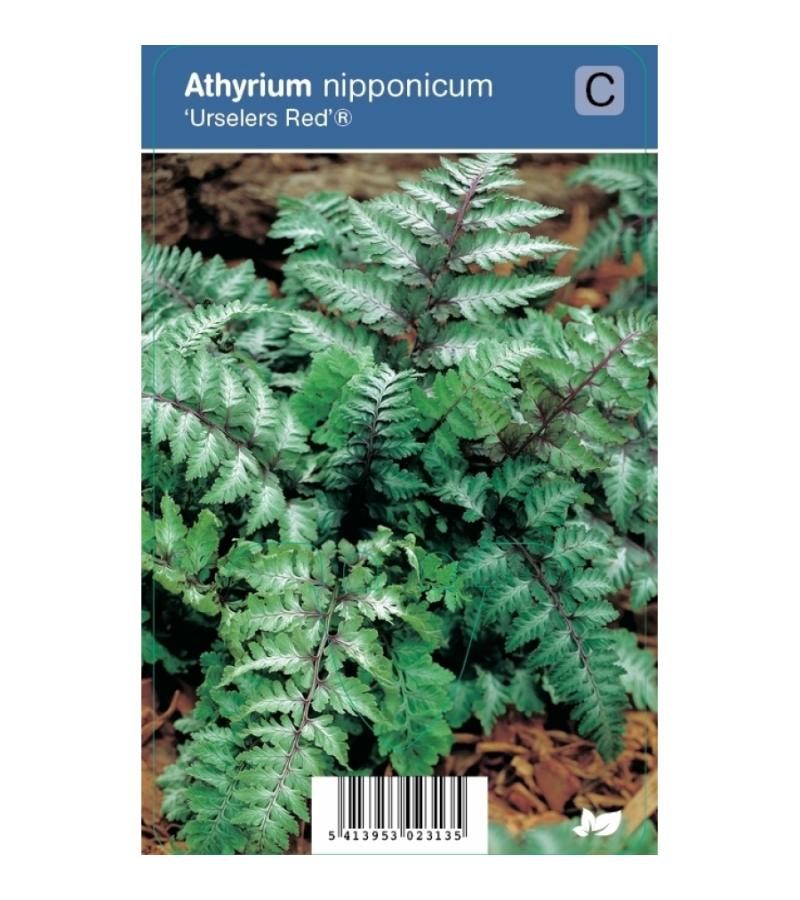 Japanse regenboog (athyrium nipponicum “Urselers Red®”) schaduwplant
