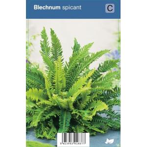 Dubbelloof (blechnum spicant) schaduwplant