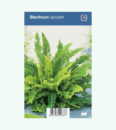 Dubbelloof (blechnum spicant) schaduwplant
