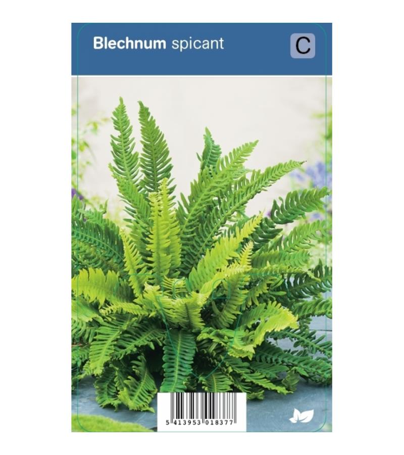 Dubbelloof (blechnum spicant) schaduwplant