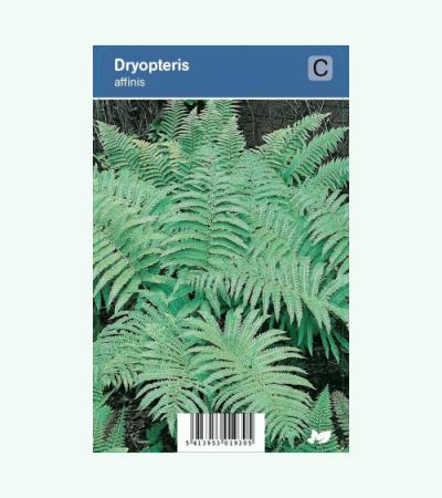 Schildvaren (dryopteris affinis) schaduwplant