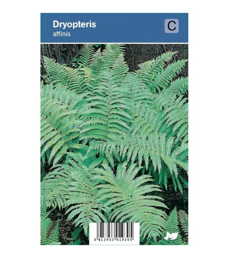 Schildvaren (dryopteris affinis) schaduwplant