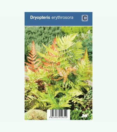 Herfstvaren (dryopteris erythrosora) schaduwplant