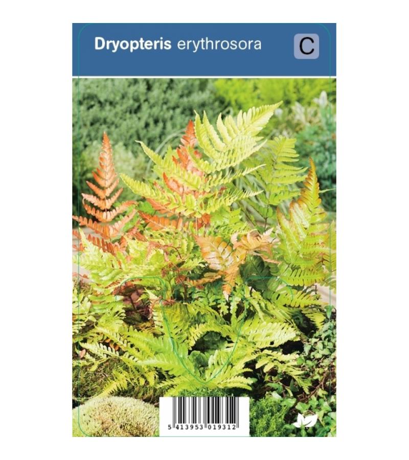 Herfstvaren (dryopteris erythrosora) schaduwplant