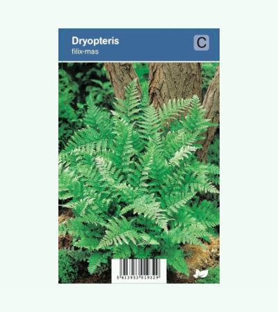 Mannetjesvaren (dryopteris filix-mas) schaduwplant