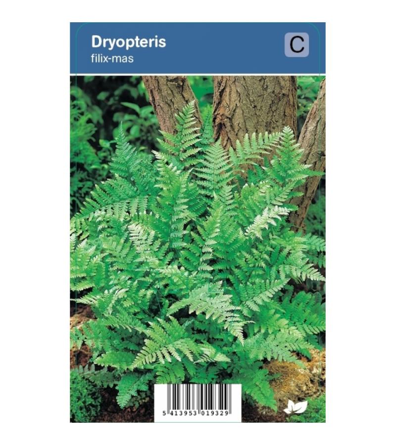 Mannetjesvaren (dryopteris filix-mas) schaduwplant