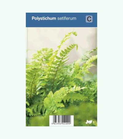 Naaldvaren (polystichum setiferum) schaduwplant