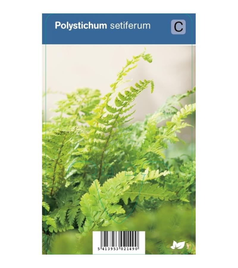 Naaldvaren (polystichum setiferum) schaduwplant