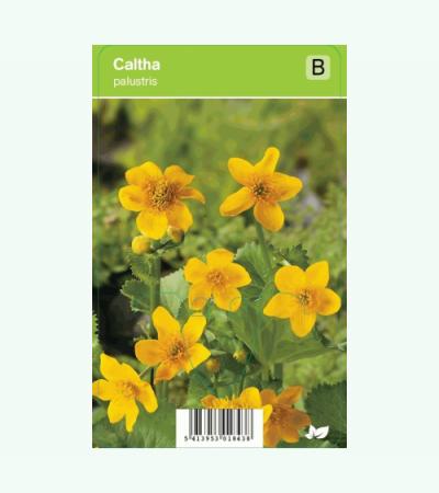 Dotterbloem (caltha palustris) voorjaarsbloeier