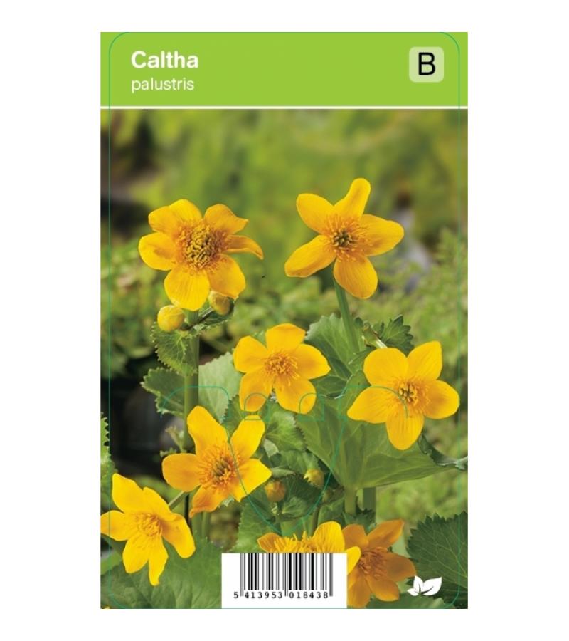 Dotterbloem (caltha palustris) voorjaarsbloeier