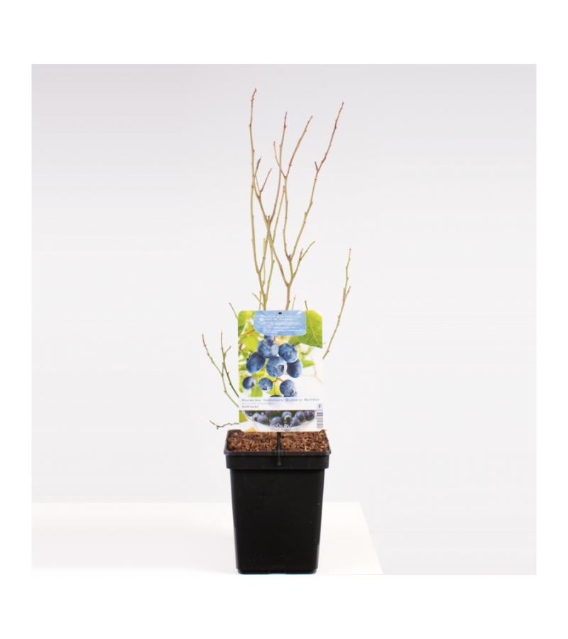 Bosbes (vaccinium corymbosum "Goldtraube") fruitplanten