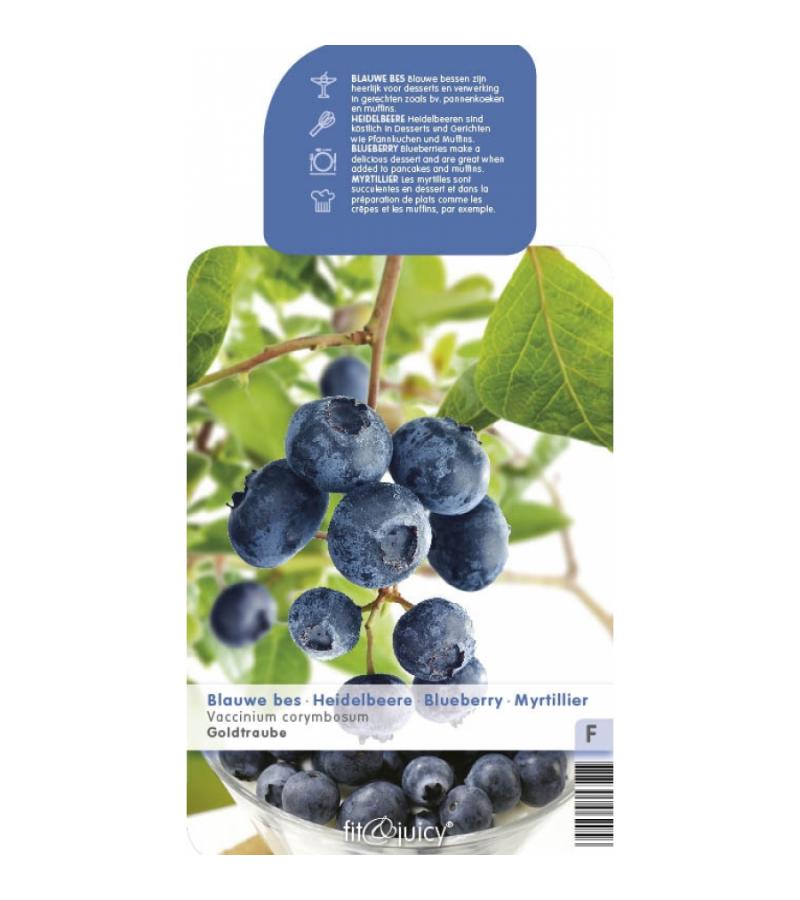 Bosbes (vaccinium corymbosum "Goldtraube") fruitplanten