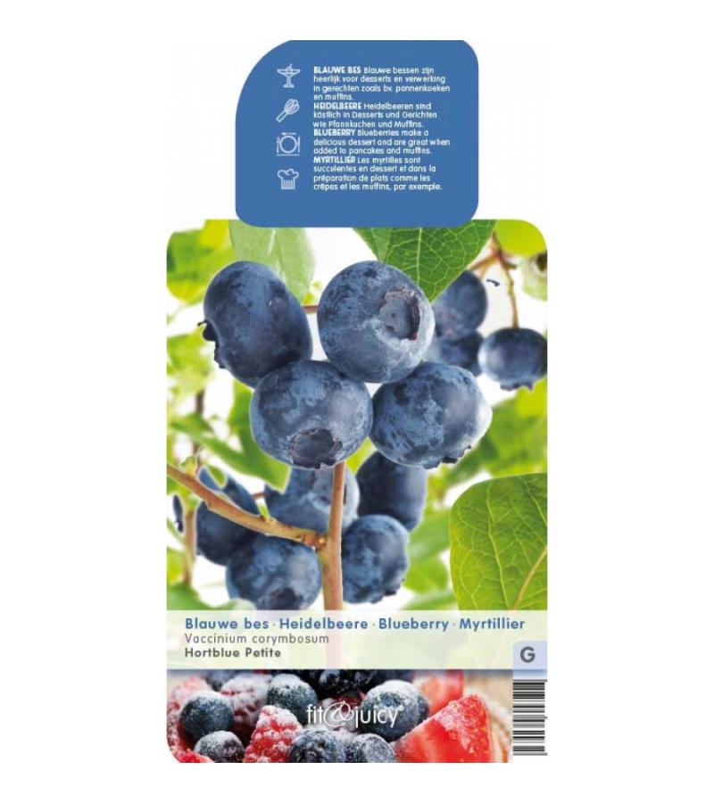 Bosbes (vaccinium corymbosum "Hortblue Petite") fruitplanten