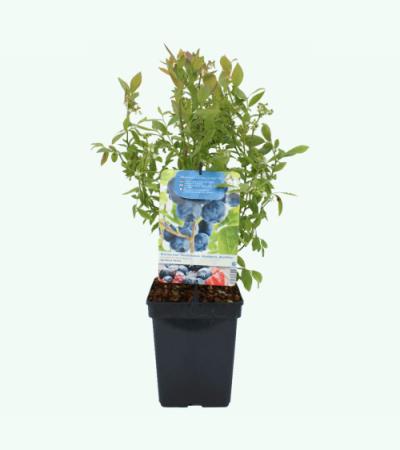 Bosbes (vaccinium corymbosum "Hortblue Petite") fruitplanten