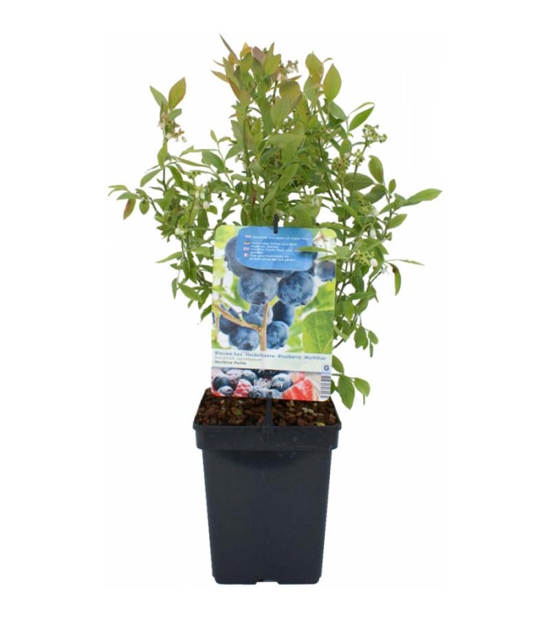 Bosbes (vaccinium corymbosum "Hortblue Petite") fruitplanten
