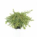 Jeneverbes (Juniperus communis "Green Carpet") conifeer