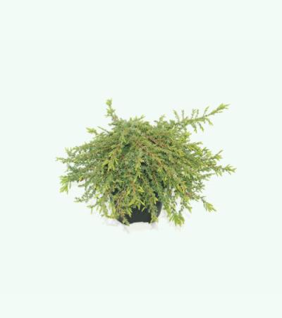 Jeneverbes (Juniperus communis "Green Carpet") conifeer