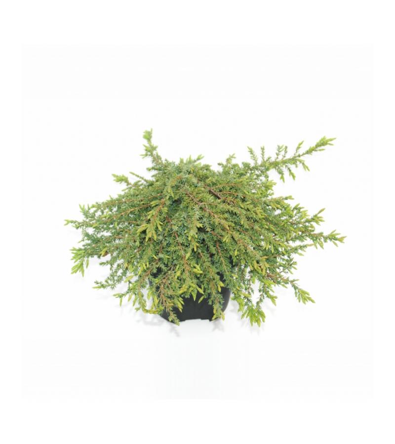 Jeneverbes (Juniperus communis "Green Carpet") conifeer