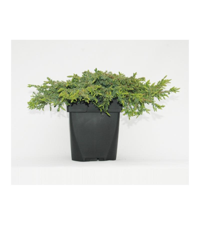 Jeneverbes (Juniperus communis "Green Carpet") conifeer