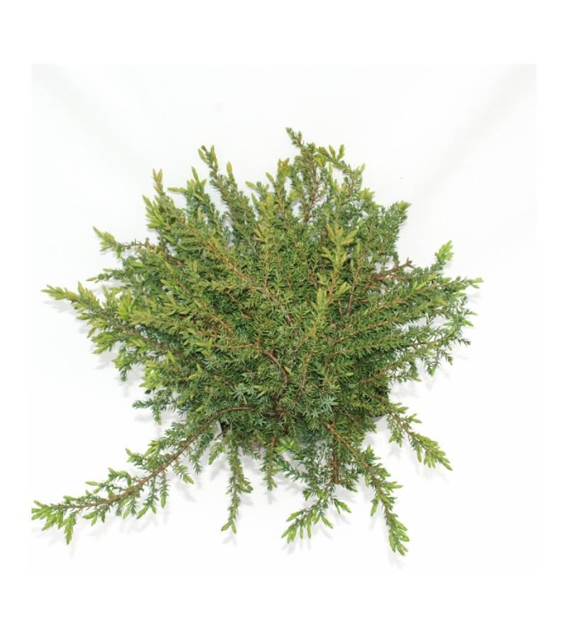 Jeneverbes (Juniperus communis "Green Carpet") conifeer