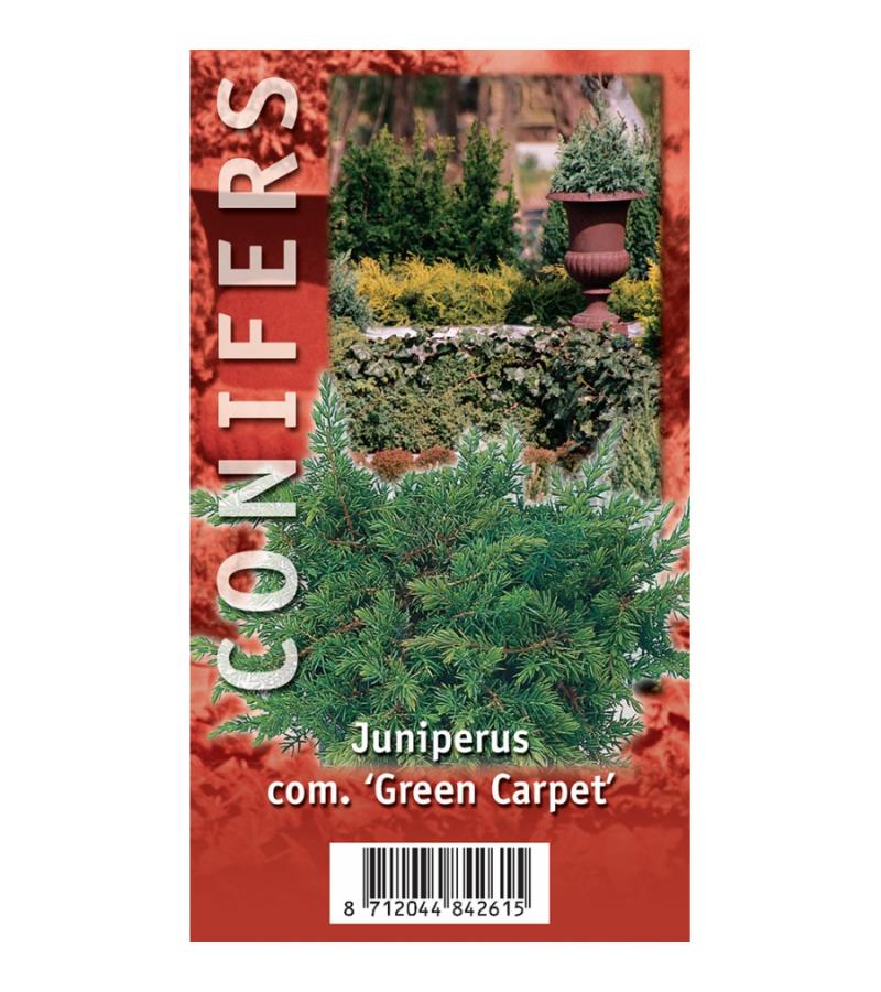Jeneverbes (Juniperus communis "Green Carpet") conifeer