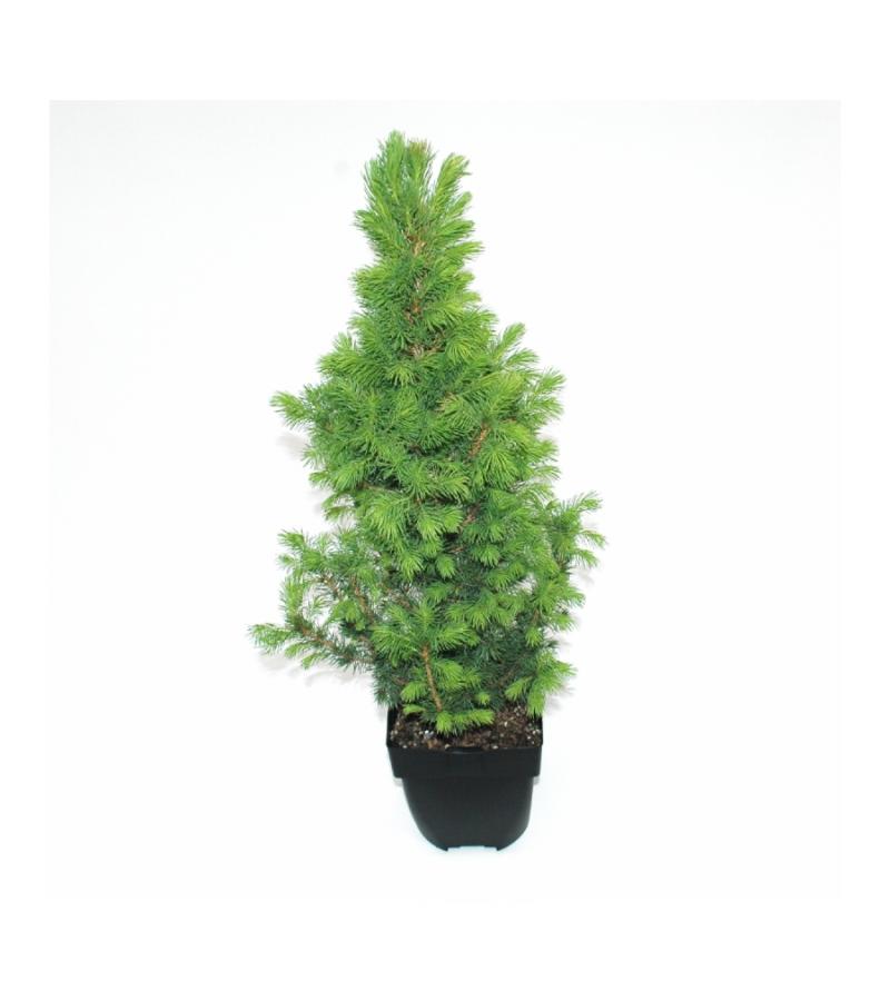 Spar (Picea glauca "Conica") conifeer