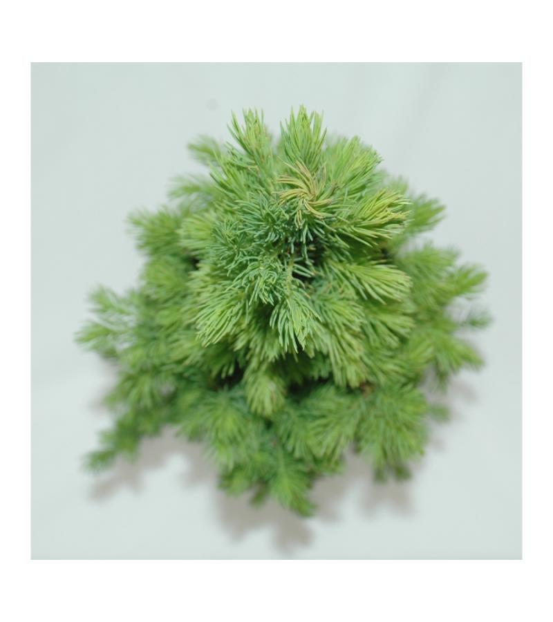 Spar (Picea glauca "Conica") conifeer