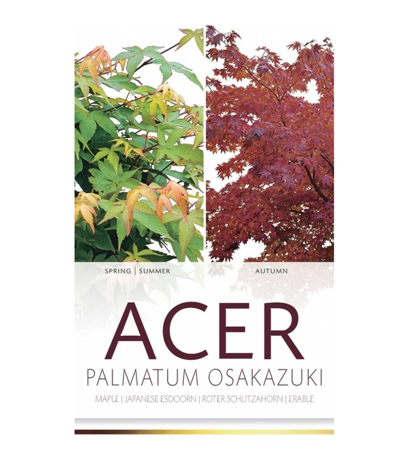 Japanse esdoorn (Acer palmatum "Osakasuki") heester