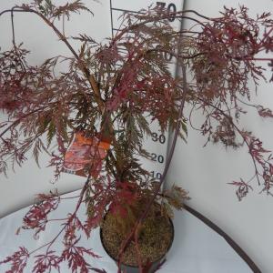 Japanse esdoorn (Acer palmatum "Crimson Queen") heester - 30-40 cm - 8 stuks