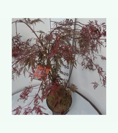 Japanse esdoorn (Acer palmatum "Crimson Queen") heester