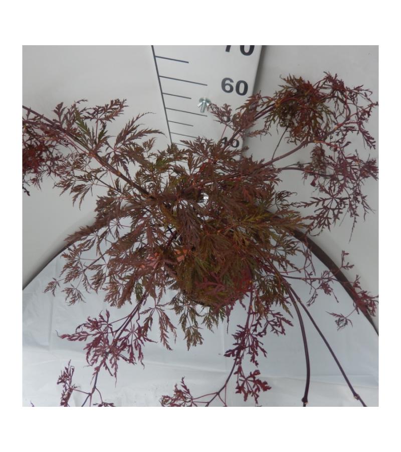 Japanse esdoorn (Acer palmatum "Crimson Queen") heester