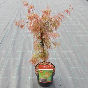 Japanse esdoorn (Acer palmatum "Crimson Queen") heester - 40-50 cm - 1 stuks