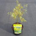 Japanse esdoorn (Acer palmatum "Koto-no-ito") heester
