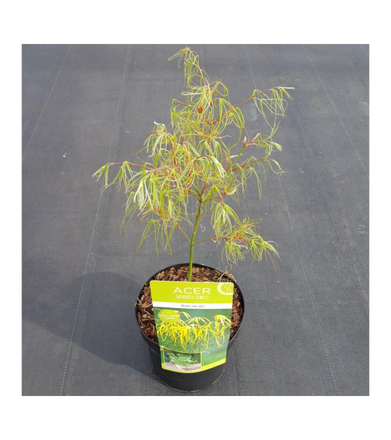 Japanse esdoorn (Acer palmatum "Koto-no-ito") heester