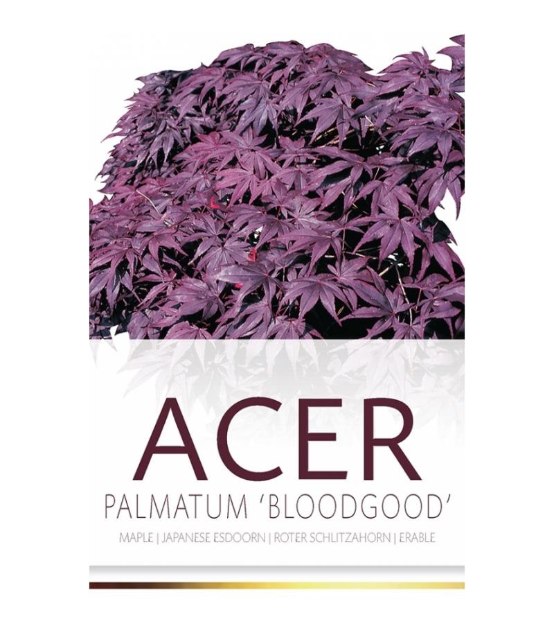 Japanse esdoorn (Acer palmatum "Bloodgood") heester