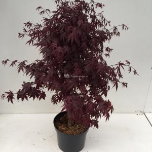 Japanse esdoorn (Acer palmatum "Bloodgood") heester - 80+ - 1 stuks