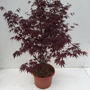 Japanse esdoorn (Acer palmatum "Bloodgood") heester - 80-100 cm - 1 stuks