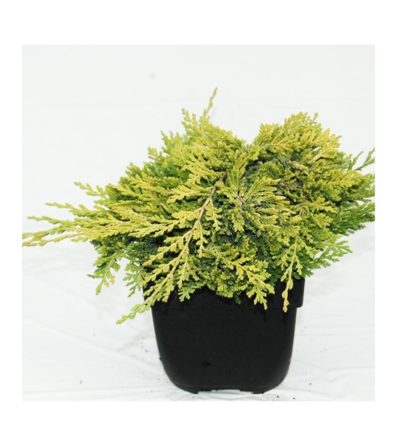 Kruipende jeneverbes (Juniperus horizontalis "Golden Carpet") conifeer