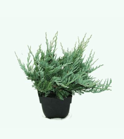 Kruipende jeneverbes (Juniperus horizontalis "Blue Chip") conifeer