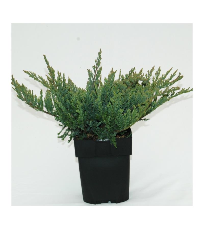 Kruipende jeneverbes (Juniperus horizontalis "Blue Chip") conifeer