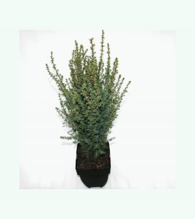 Jeneverbes (Juniperus communis "Arnold") conifeer