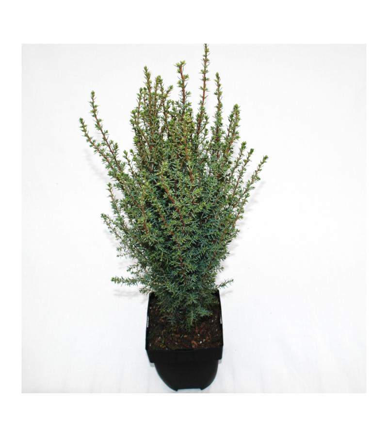 Jeneverbes (Juniperus communis "Arnold") conifeer