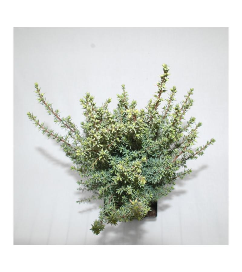 Jeneverbes (Juniperus communis "Arnold") conifeer