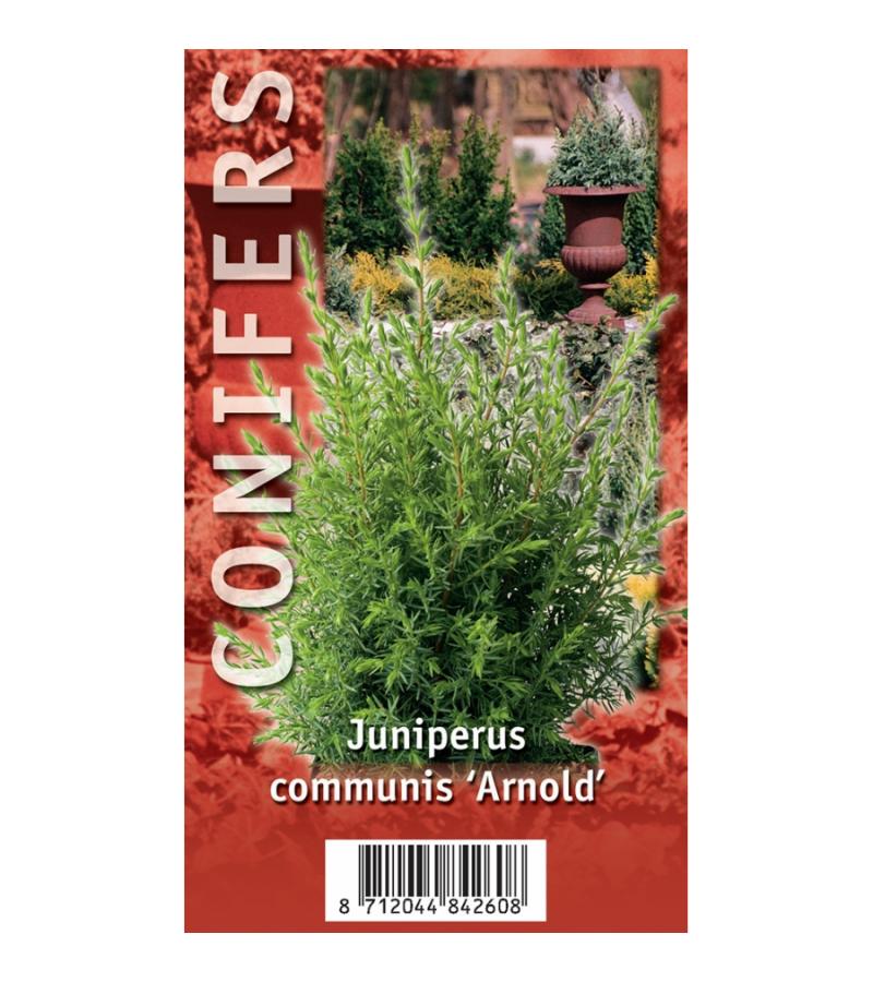 Jeneverbes (Juniperus communis "Arnold") conifeer