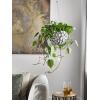 Philodendron scandens M hangplant
