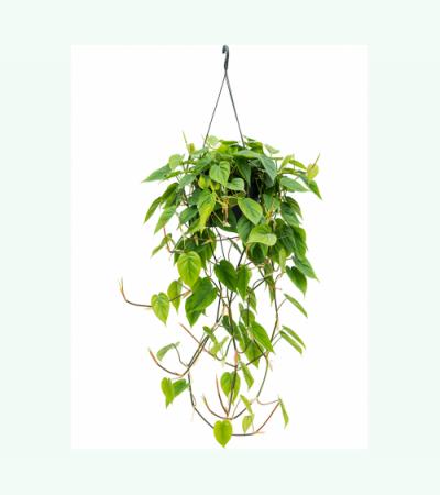 Philodendron scandens M hangplant