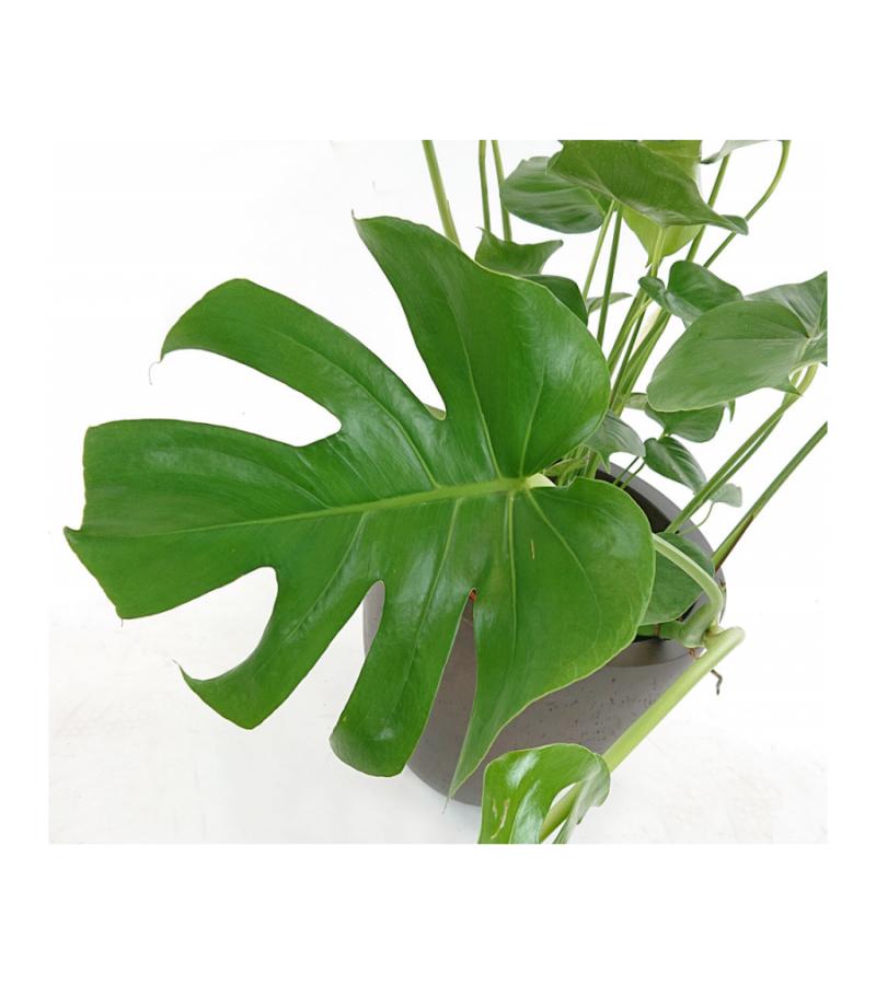 Monstera pertusem S gatenplant hydrocultuur plant