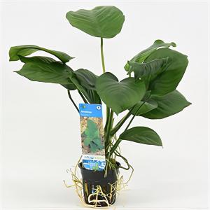 Anubias barteri 6 stuks aquarium plant