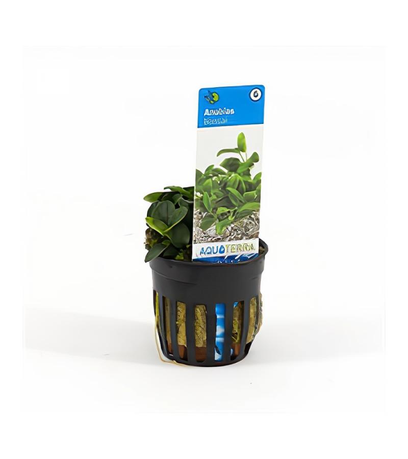 Anubias barteri bonsai - 6 stuks - aquarium plant