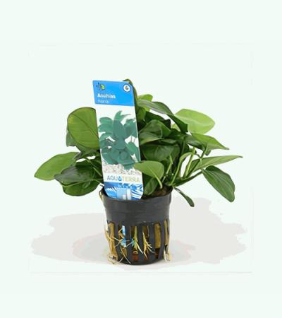 Anubias barteri nana - 6 stuks - aquarium plant